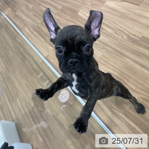 フレンチ・ブルドッグの写真