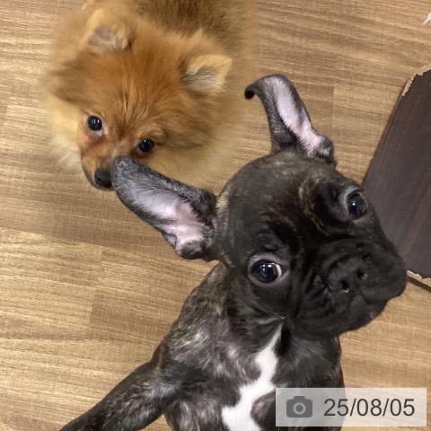 フレンチ・ブルドッグの写真