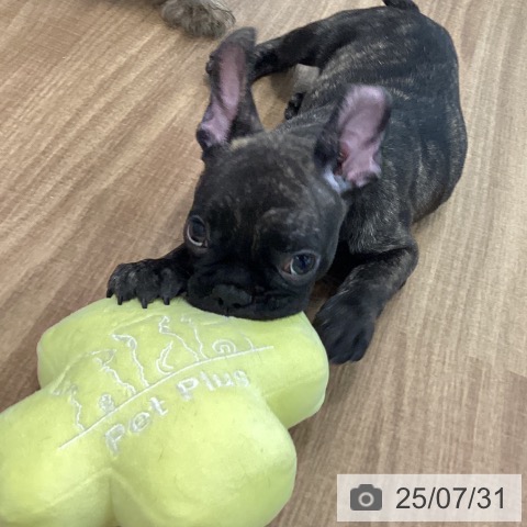 フレンチ・ブルドッグの写真