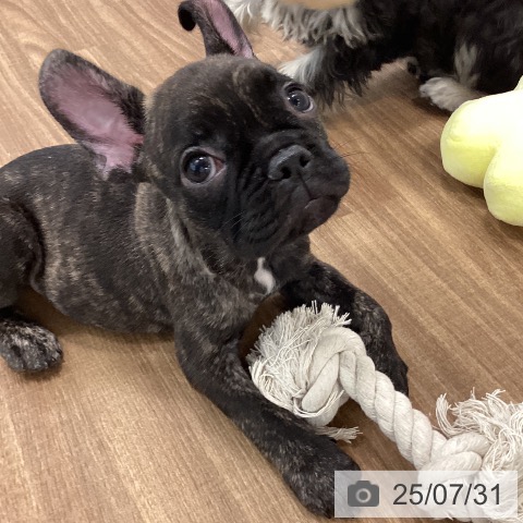 フレンチ・ブルドッグの写真
