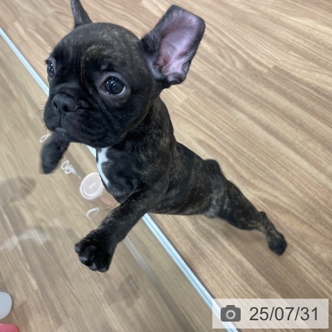 フレンチ・ブルドッグの写真