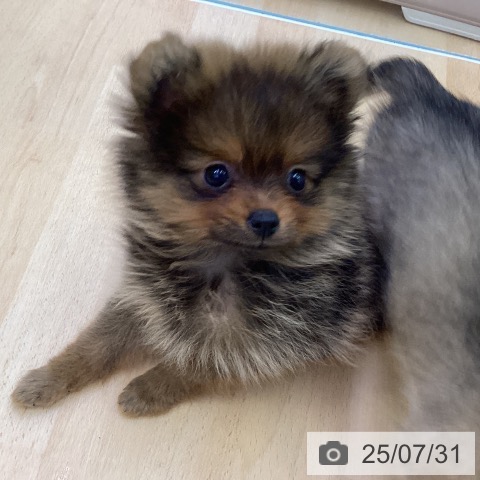 ポメラニアンの写真