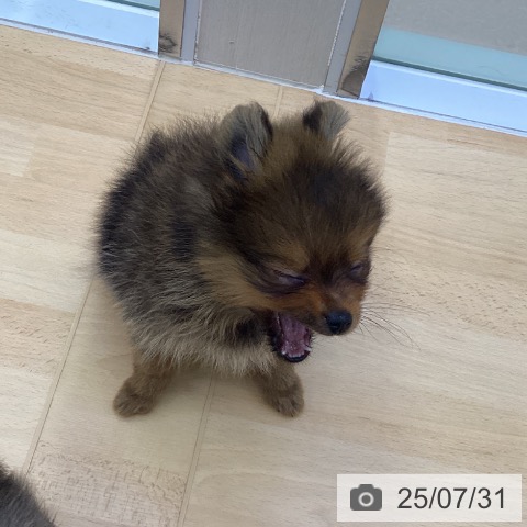 ポメラニアンの写真