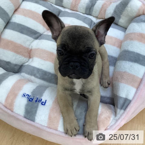 フレンチ・ブルドッグの写真