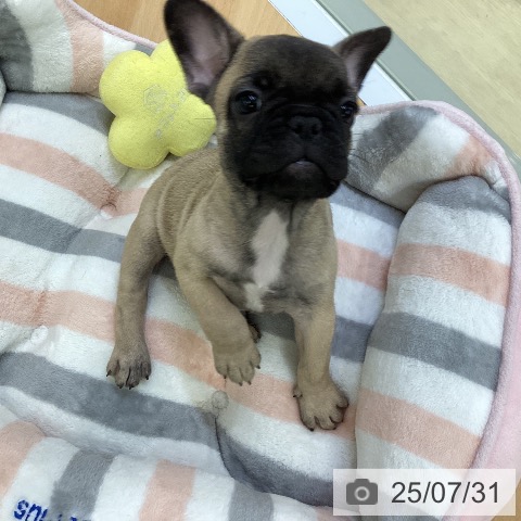 フレンチ・ブルドッグの写真