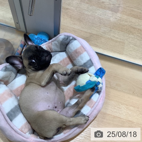 フレンチ・ブルドッグの写真