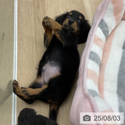 ミニチュア・ダックスフンドの写真