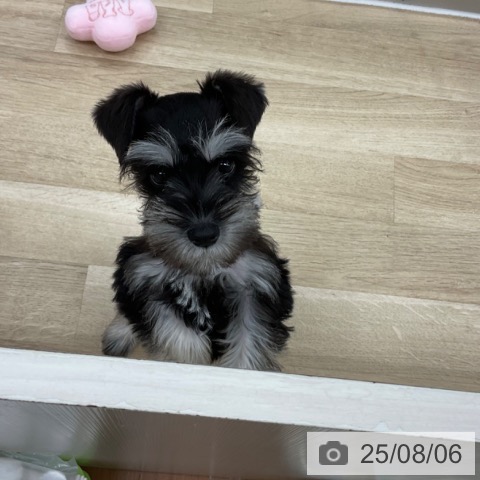 ミニチュア・シュナウザーの写真