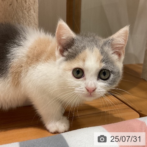 ブリティッシュショートヘアの写真