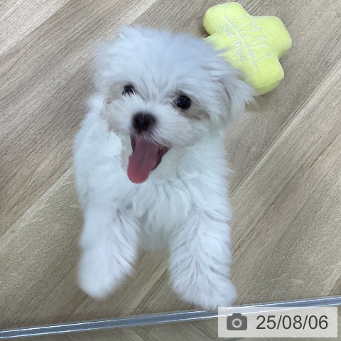マルチーズの写真