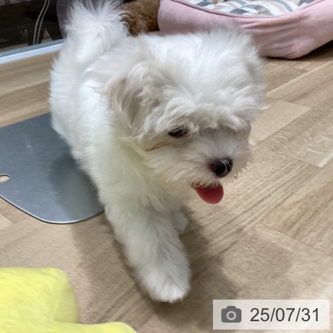 マルチーズの写真