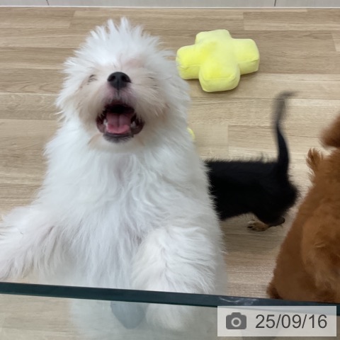 マルチーズの写真