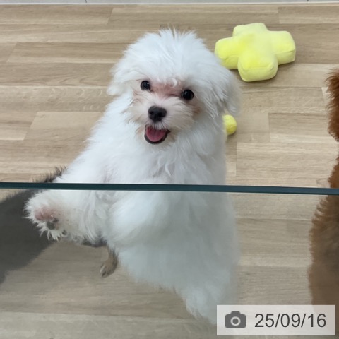 マルチーズの写真