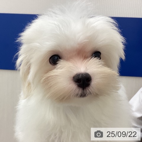 マルチーズの写真