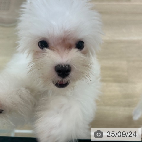 マルチーズの写真