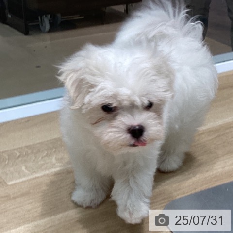 マルチーズの写真