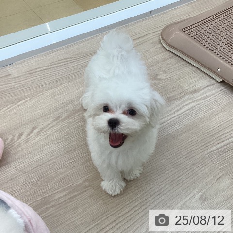 マルチーズの写真