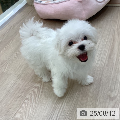 マルチーズの写真