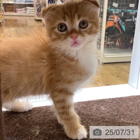 スコティッシュフォールドの写真