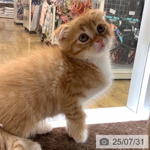 スコティッシュフォールドの写真