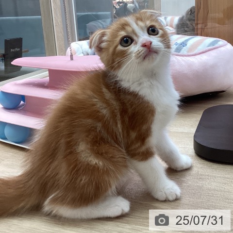 スコティッシュフォールドの写真