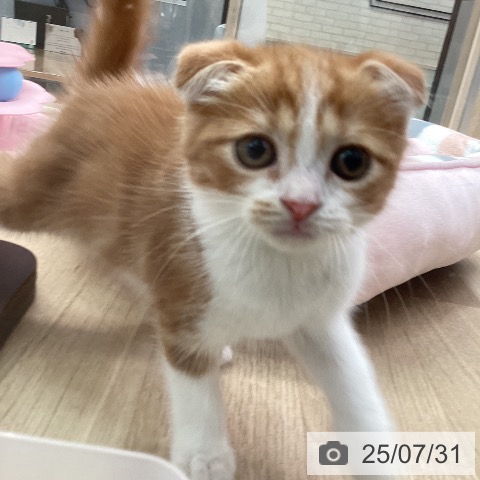 スコティッシュフォールドの写真