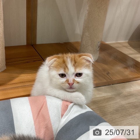 スコティッシュフォールドの写真