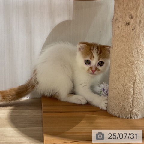 スコティッシュフォールドの写真
