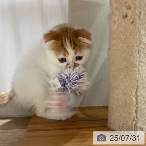 スコティッシュフォールドの写真