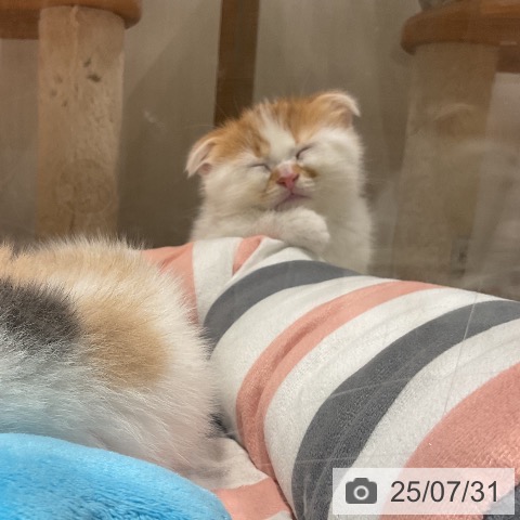 スコティッシュフォールドの写真
