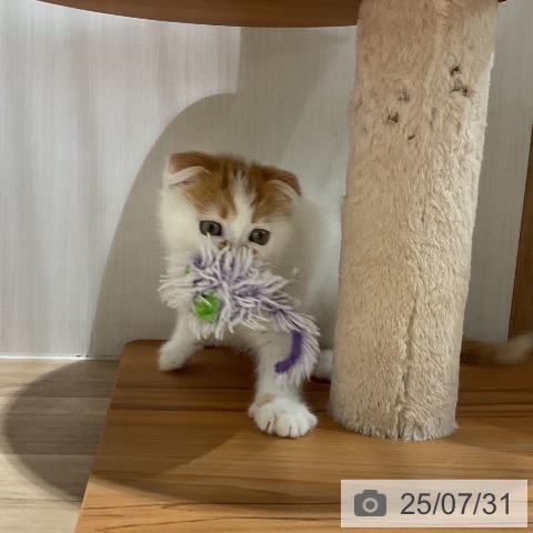 スコティッシュフォールドの写真