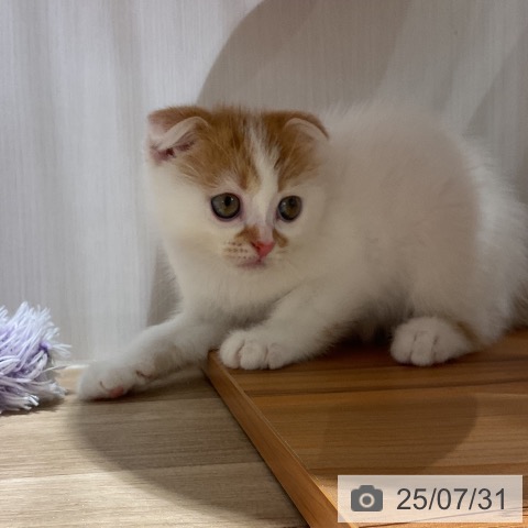 スコティッシュフォールドの写真