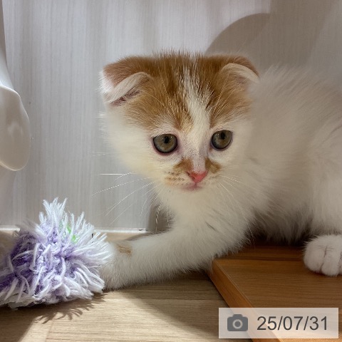 スコティッシュフォールドの写真