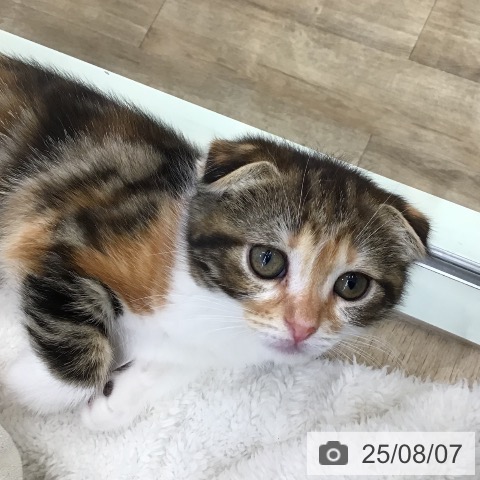 スコティッシュフォールドの写真
