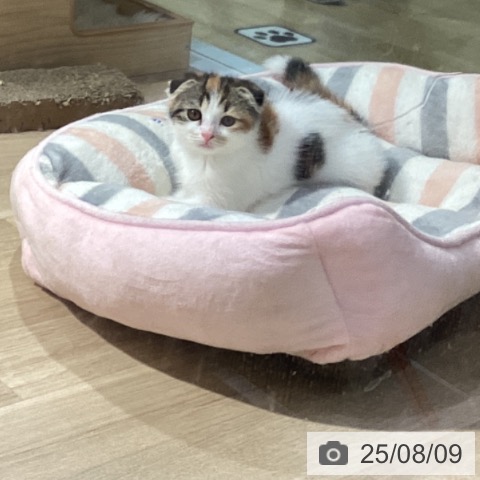 スコティッシュフォールドの写真