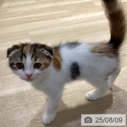 スコティッシュフォールドの写真