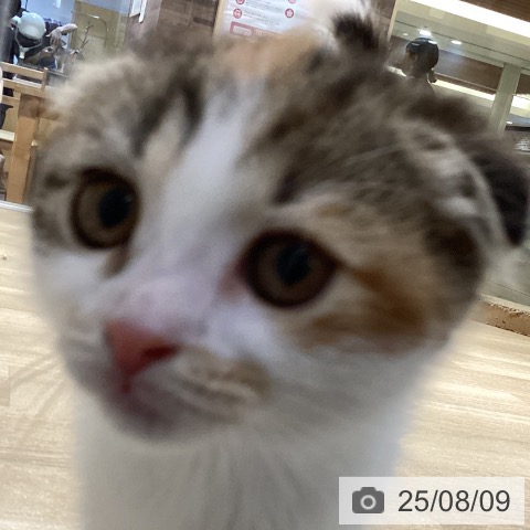 スコティッシュフォールドの写真