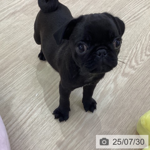 パグの写真