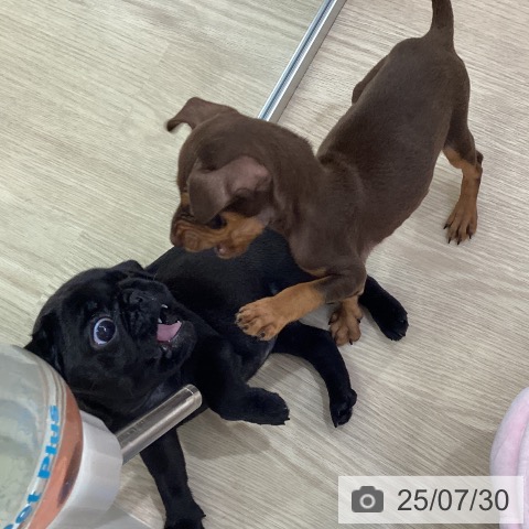 パグの写真