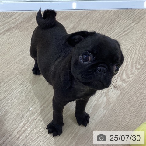 パグの写真