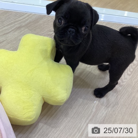 パグの写真