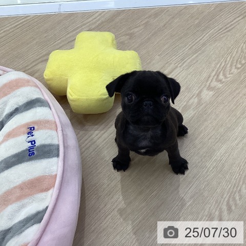 パグの写真