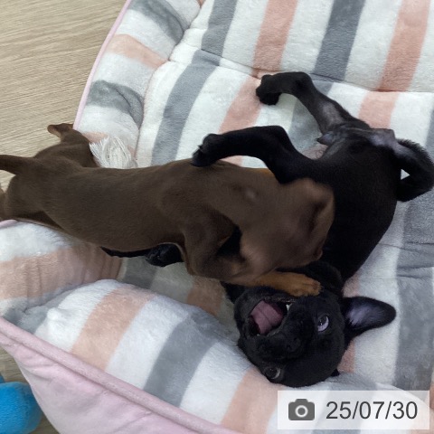 パグの写真
