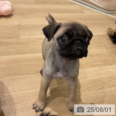 パグの写真