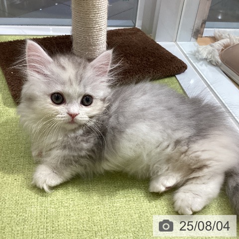 マンチカンの写真