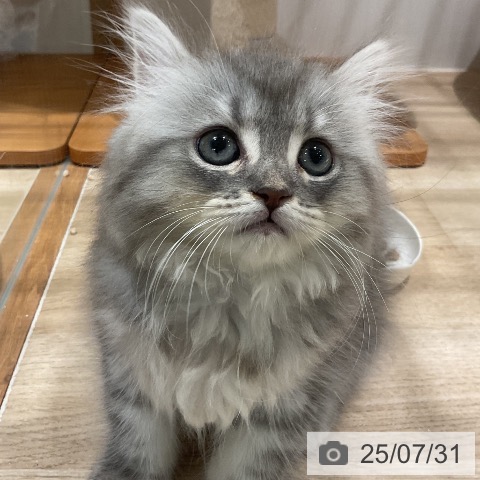 マンチカンの写真