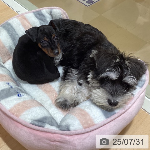 ミニチュア・ピンシャーの写真