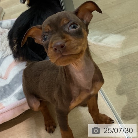 ミニチュア・ピンシャーの写真