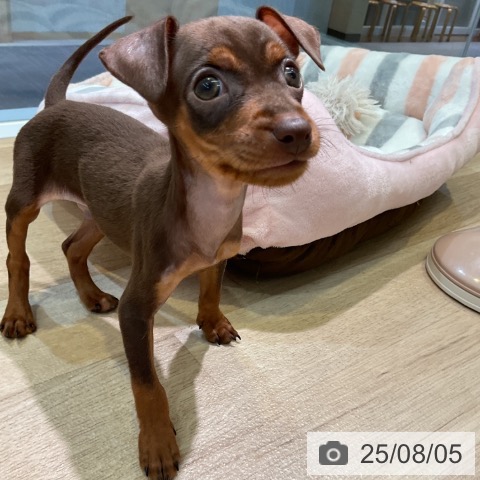 ミニチュア・ピンシャーの写真