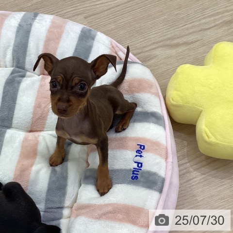 ミニチュア・ピンシャーの写真